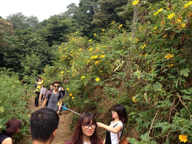 Wild sunflowers brighten Ba Vi National Park - ảnh 6